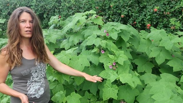 Rubus odoratus Wild Ridge Plants смотреть онлайн
