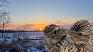 Ловля полевых жаворонков