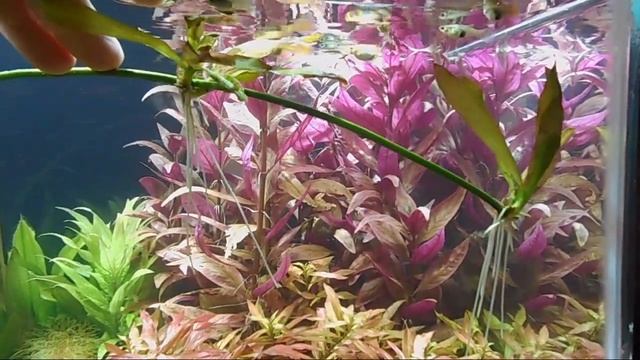 vara floral Echinodorus ocelot смотреть онлайн