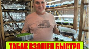 ТАБАЧНАЯ РАССАДА на 4 день после посева. Нюансы выращивания на ранних сроках. Наша жизнь в деревне
