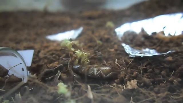 Diacamma rugosum смотреть онлайн