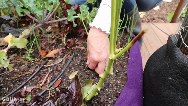 Rainy Day Garden Tour & Harvest смотреть онлайн