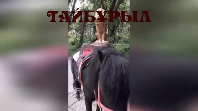 ЕРТЕГІЛЕР ЕЛІНЕ САЯХАТ смотреть онлайн