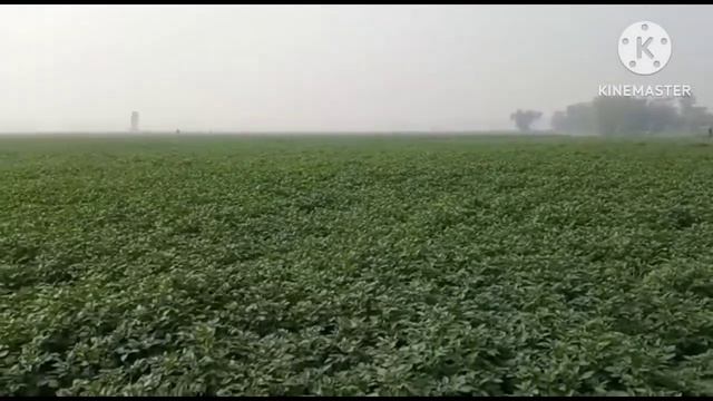 Krishi Bharati enters Agricultural sector of Bihar смотреть онлайн