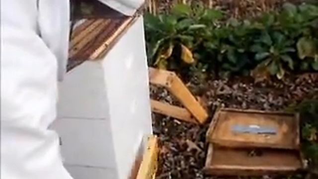 Interview with beekeeper in Massillon OH Part 2b: The Bees & The Honey in the HIve смотреть онлайн