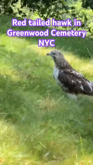 Red tailed Hawk in Brooklyn 😱 смотреть онлайн