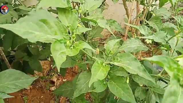 Pruning Pohon 🍅 Tomat Agar Cepat Besar Dan Matang. смотреть онлайн