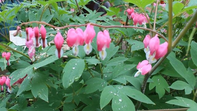 Зарисовки - 13 "Сад после дождя" смотреть онлайн