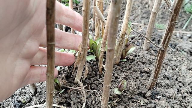 Посадила новые #флоксы, они живы, ура! Апрель 2025 смотреть онлайн