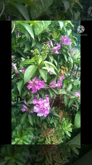 Lavender Trumpet Vine #Short смотреть онлайн