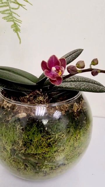 Орхидея мультифлора в сфагнум фускум #сфагнумфускум #sphagnum_eco #орхидеи #myplant #moss #plants смотреть онлайн