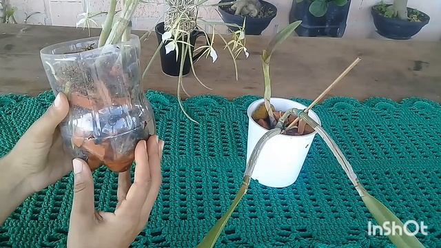 Resultado das Orquídeas Plantadas em Tijolos !! #plantas #orquideas #GuariantheAurantiaca смотреть онлайн