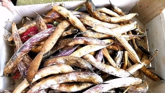 Amazing Dry Borlotti Beans Of Autumn / No Dig Organic Allotment Kitchen Garden And Polytunnel смотреть онлайн