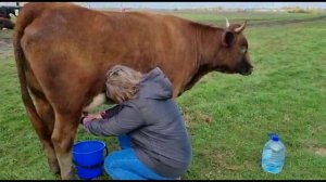 Сбытие мечт! Доим корову :)