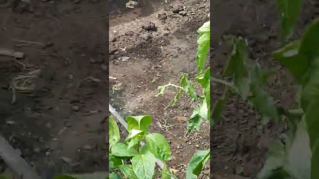 Tomate Belfast F1 Si Agilisf1