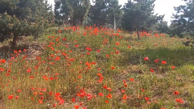 ЕСЛИ ЕСТЬ РАЙ НА ЗЕМЛЕ ТО ЭТО ЛЕСА И ПОЛЯНЫ АНКАРЫ ! ЭТО НАДО ВИДЕТЬ ТОВАРИЩИ ! смотреть онлайн