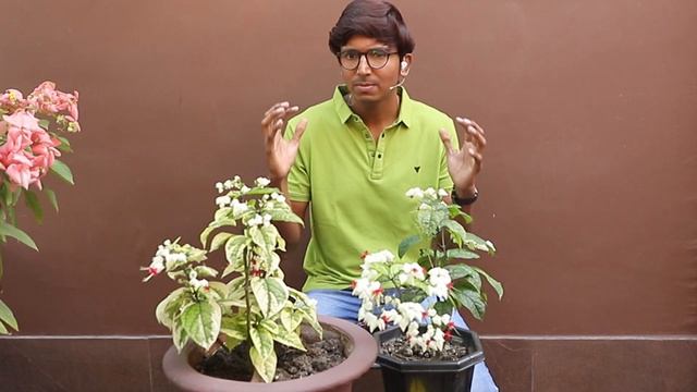 Bleeding Heart Vine Plant Care -- Watering Explained -- Clerodendrum смотреть онлайн