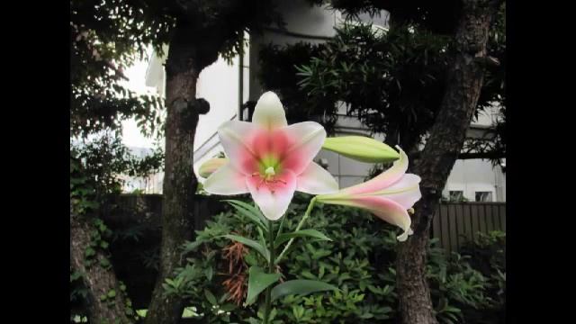 百合の花③　プリンスプロミス смотреть онлайн