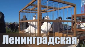 Птичий рынок. Ленинградская. [13.04.2025]