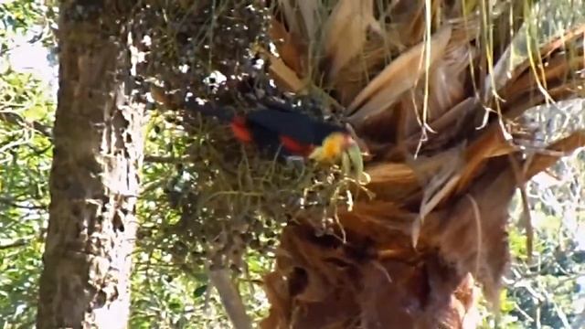 Ramphastos dicolorus e a Palmeira Livistona chinensis.DSCN7842 смотреть онлайн