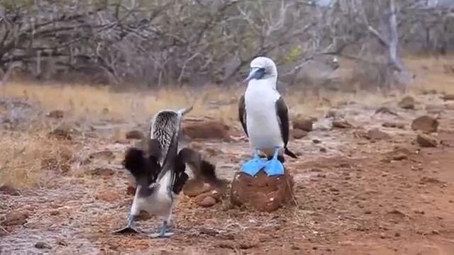 Голубоногая олуша Sula nebouxii имеет необычный вид в сравнении с другими морскими пт смотреть онлайн