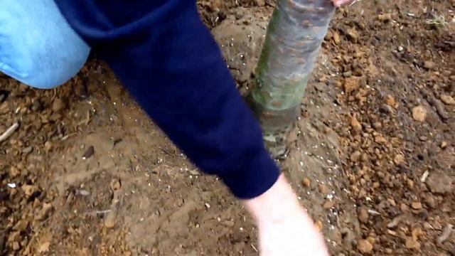 Planting cherry trees | landscaping tips on properly planting and mulching your investments. смотреть онлайн