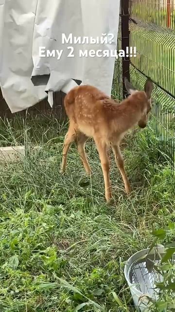 Его зовут Бемби #funk #brawlstars #сигма #бравлстарс #music #бравл #standoff2 #мем #brawl #футбол смотреть онлайн