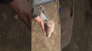 Голуби Александра Фартушнова Часть 3.номер для связи