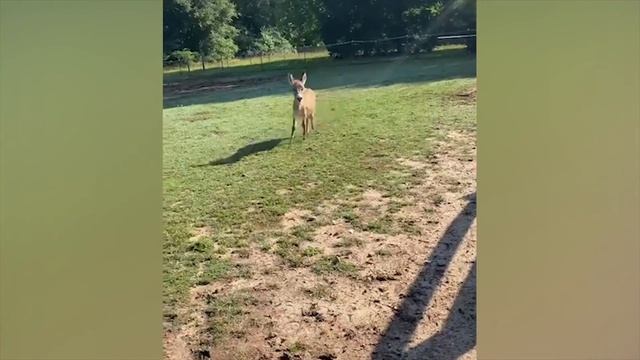 коты и собаки в тик токе смотреть онлайн