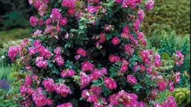 i love roses смотреть онлайн