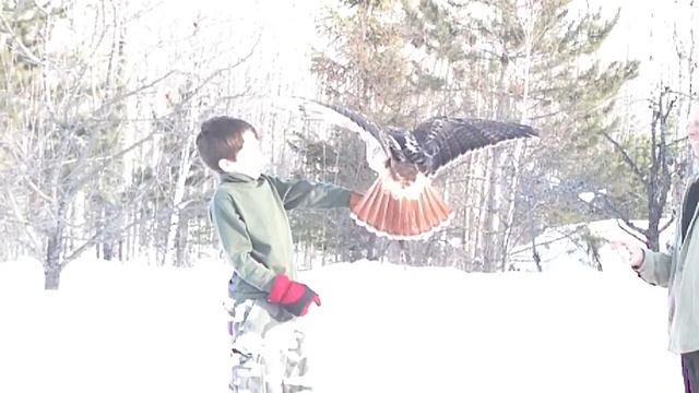 Orion Holding Jeebus the Red Tailed Hawk смотреть онлайн