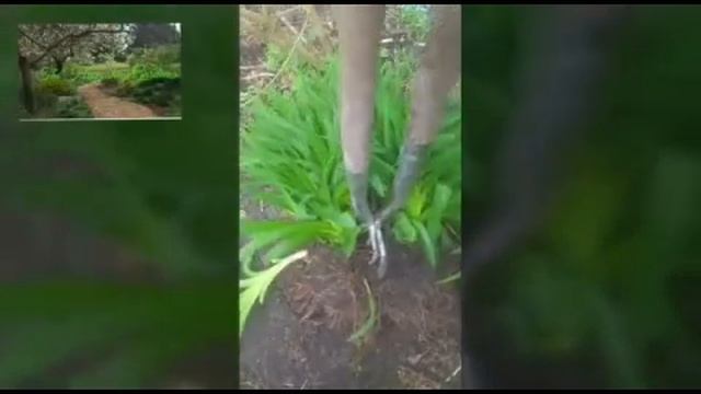 How to divide herbaceous perennials смотреть онлайн
