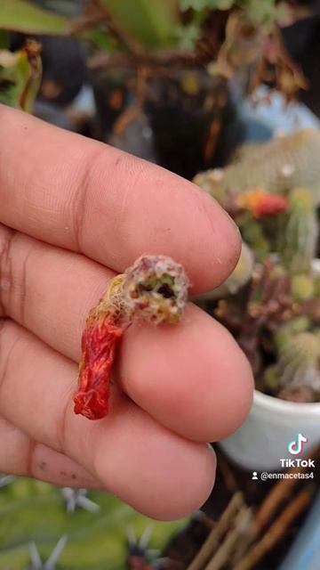 cactus Fruit #cactus #echinopsis #chamaecereus #cactusfruit #seeds смотреть онлайн
