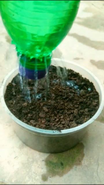 how to grow sweet corn in just 3 days #shorts #shortsvideo #howtoplant смотреть онлайн