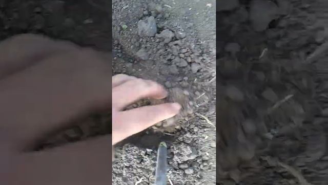 Чеснок ч.8 смотреть онлайн