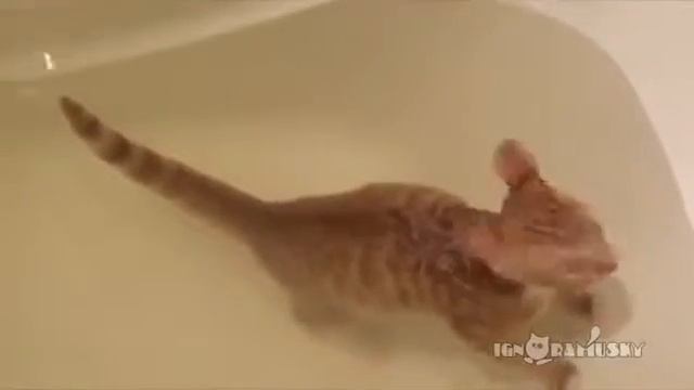 Кот, который любит плавать!ржач смотреть онлайн