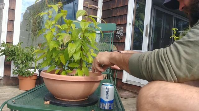 Sweet Birch Tree Bonsai Forest Pruning August 2020 смотреть онлайн