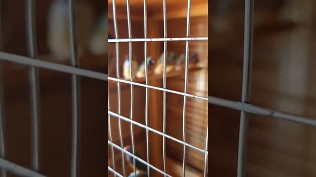 Сегодня был в гостях у любителя птиц, Батыр аға. смотреть онлайн