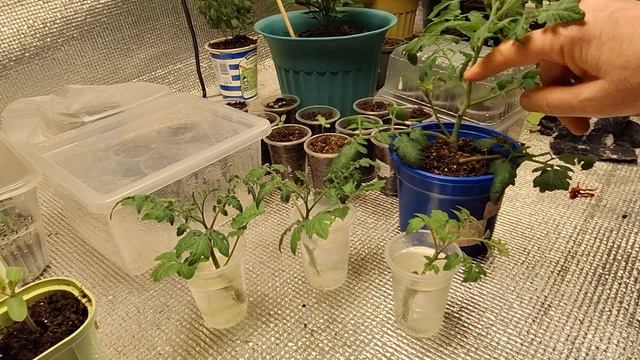 А что же с экспериментальным томатом! смотреть онлайн