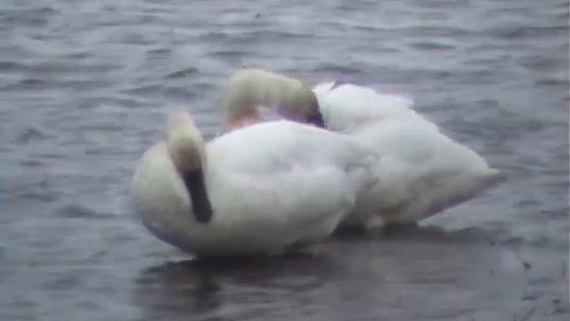 Tundra Swan смотреть онлайн