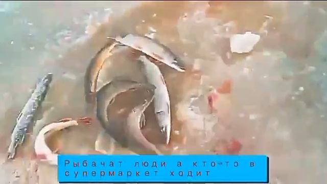 Круто рыбачат #смотреть всем смотреть онлайн