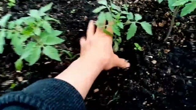 Посадка рассады Помидор "МАКСИМКА" в Парник. 18мая 2021г. смотреть онлайн