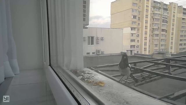 Сорока на измене!) forty is eating up or on treason)) смотреть онлайн