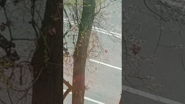 #котики #cat Доброе утро!🌹 воскресенье 👍🏻 смотреть онлайн