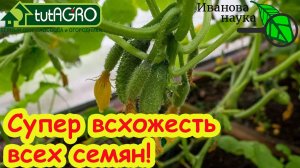 ВСХОДЫ НА 3 ДЕНЬ! СУПЕРСПОСОБ ПОСЕВА СЕМЯН ОГУРЦОВ: ранний урожай без болезней гарантирован!