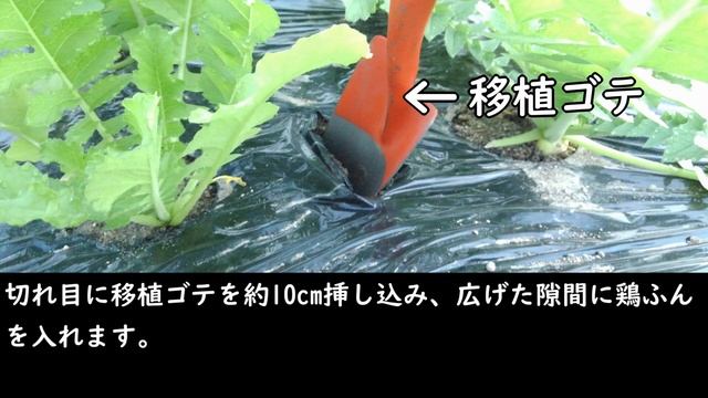 聖護院大根と青首大根の育て方（だいこんの追肥の仕方） смотреть онлайн