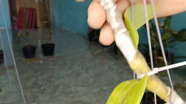 lan rừng Tây Nguyên nhật nam phiên trưa 22/12/2021 đt 0938929505 +0389496401 смотреть онлайн