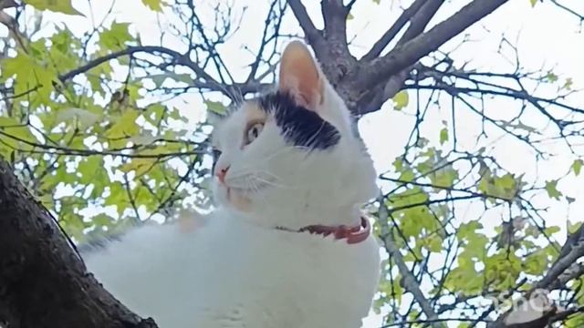 В этой жизни она кошка/In this life she is a cat смотреть онлайн