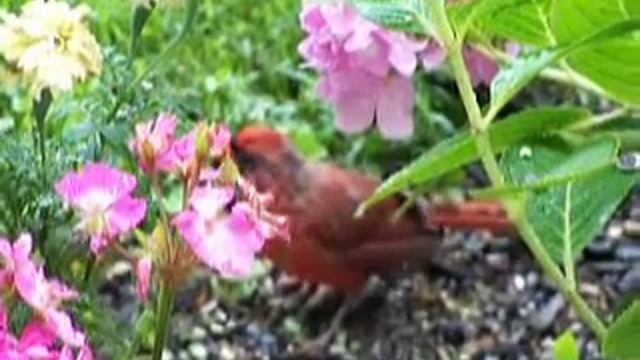Red Cardinal смотреть онлайн