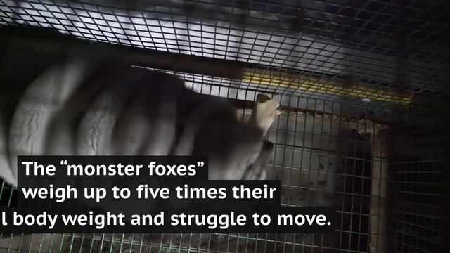 Video of obese 'monster foxes' shows shocking conditions on fur farms смотреть онлайн